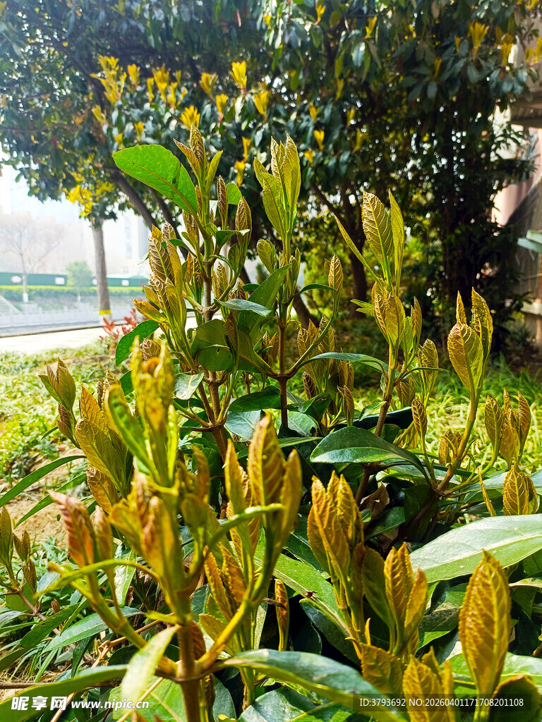 绿叶黄花植物特写