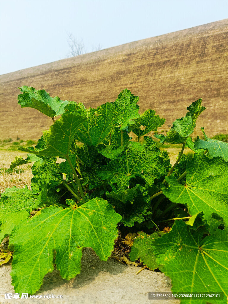 田边生长的茂盛绿叶植物