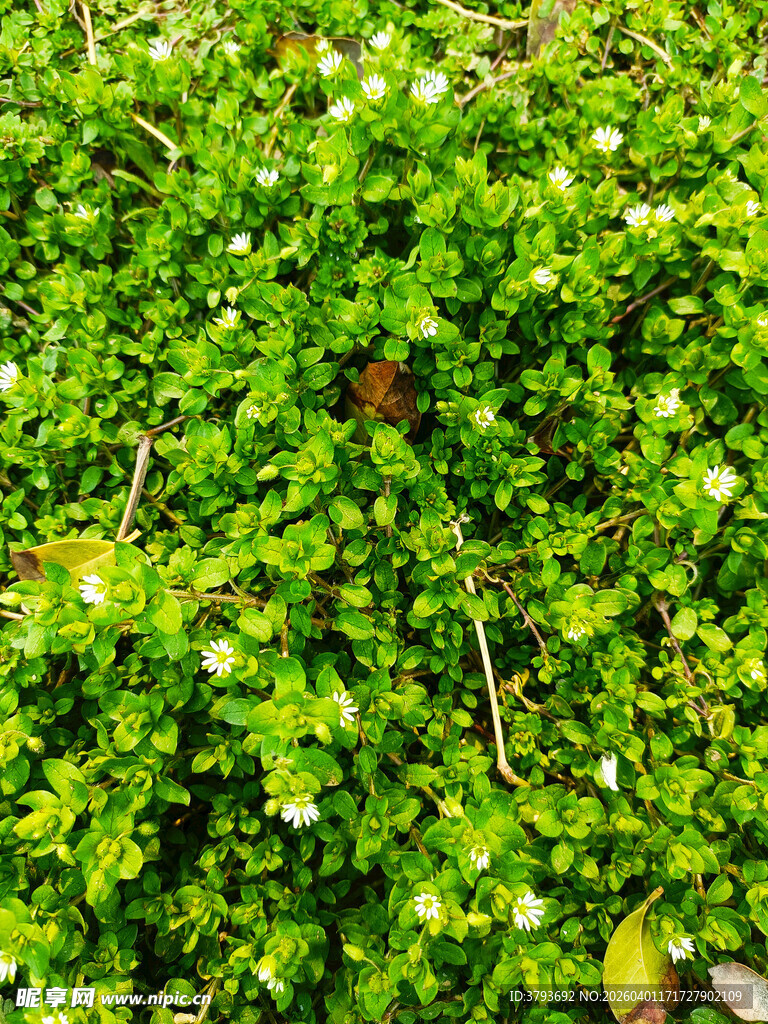 翠绿繁茂的地面小草景观