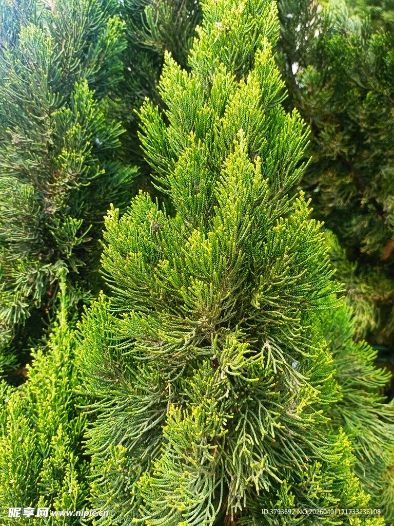 翠绿挺拔的松柏树