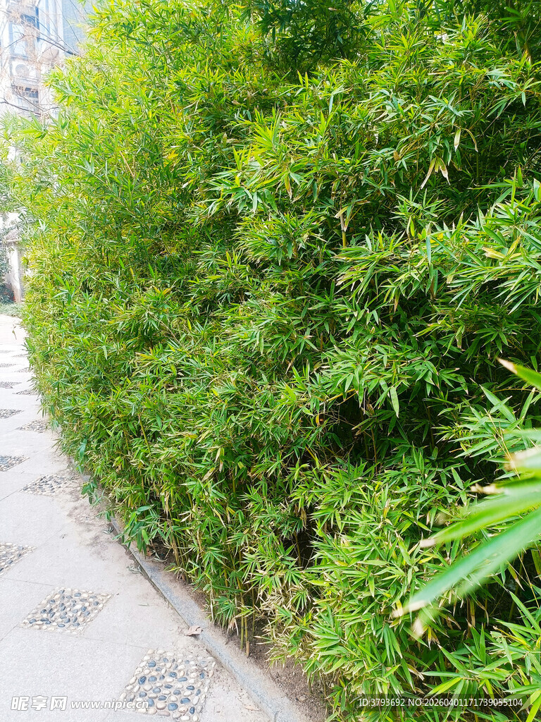 路边翠绿繁茂的竹林景观