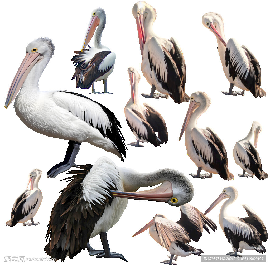 分层多种姿态的鹈鹕集合