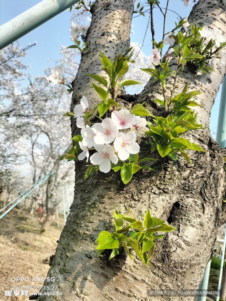 树干上绽放的粉嫩花朵 樱花