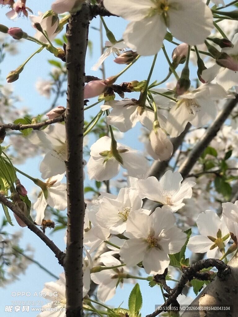 枝头绽放的洁白花朵