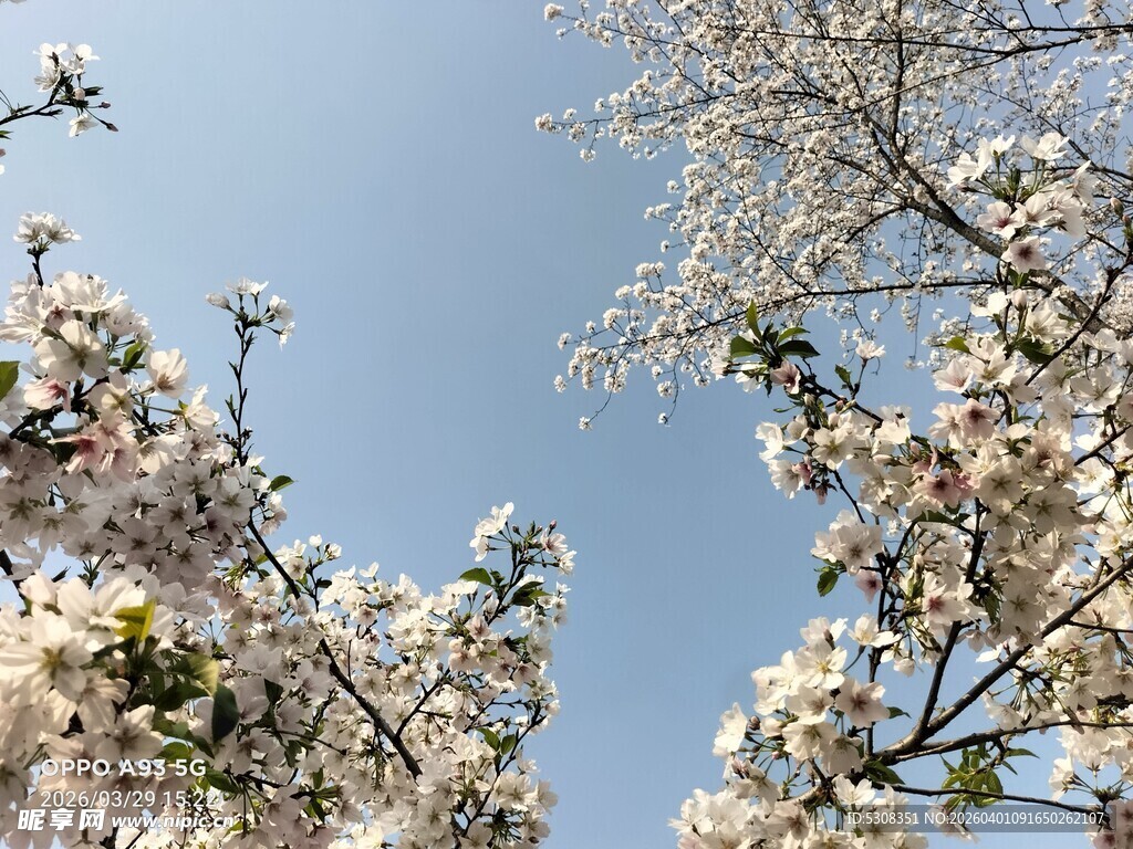 樱花 春日繁花绽放蓝天之下