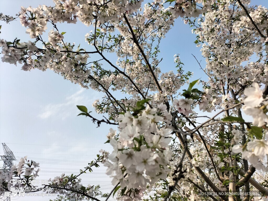 樱花 枝头繁花绽