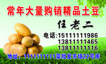 大量精品土豆常年购销名片