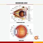 眼部解剖图眼球