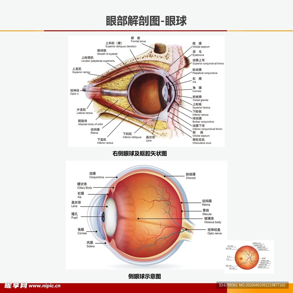 眼部解剖图眼球