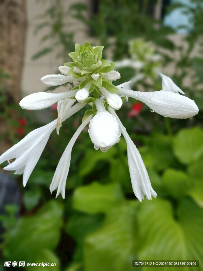 白色玉簪花绽放绿意间