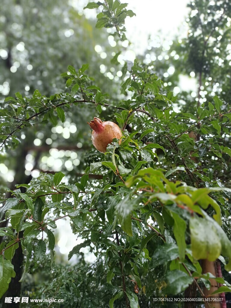雨中石榴