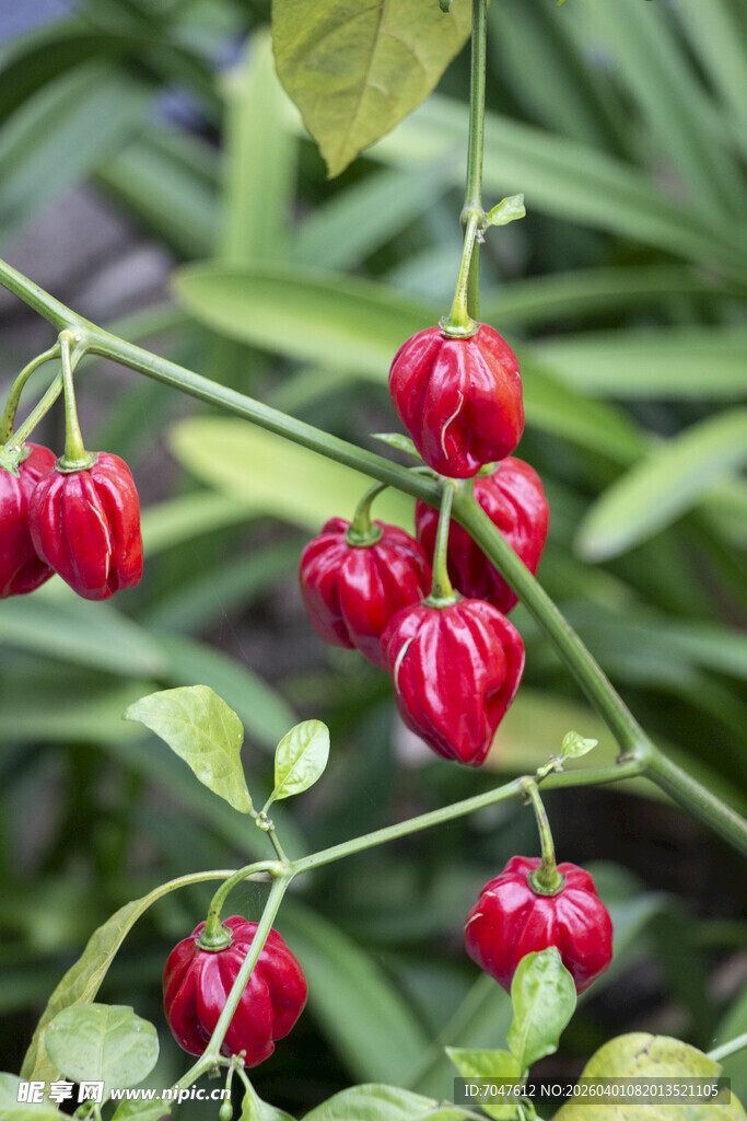 观赏辣椒