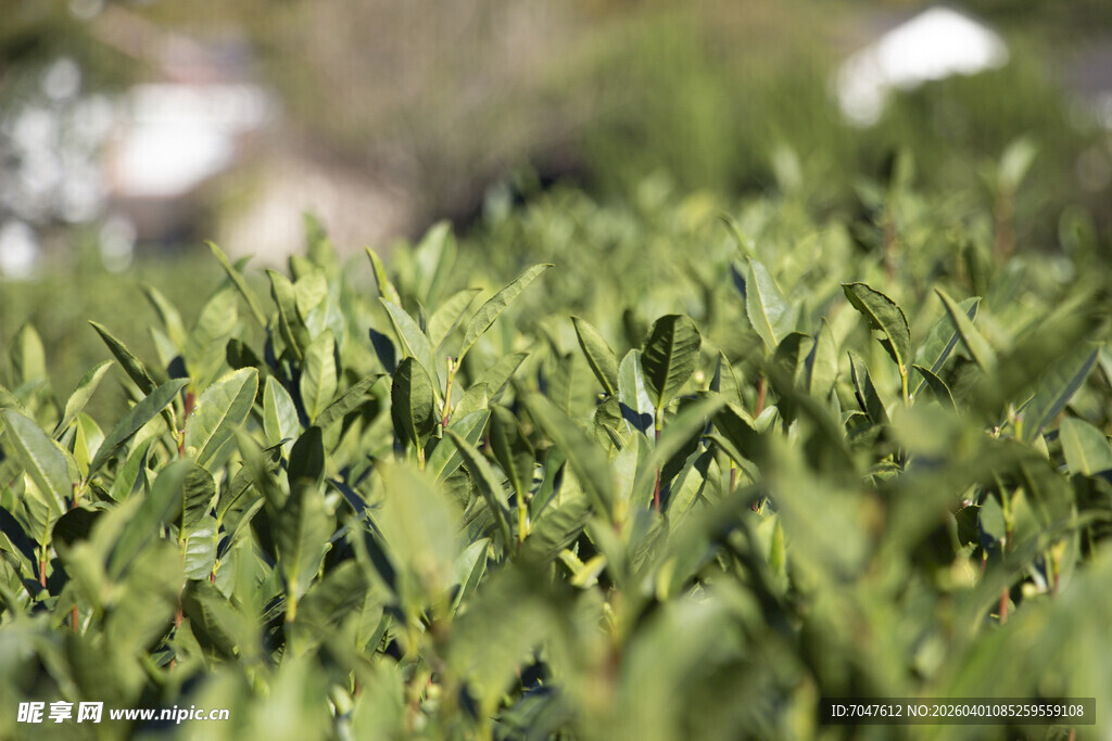 嫩绿茶园生机盎然