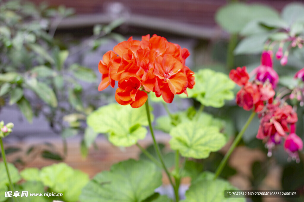 鲜艳天竺葵绽放于绿叶间