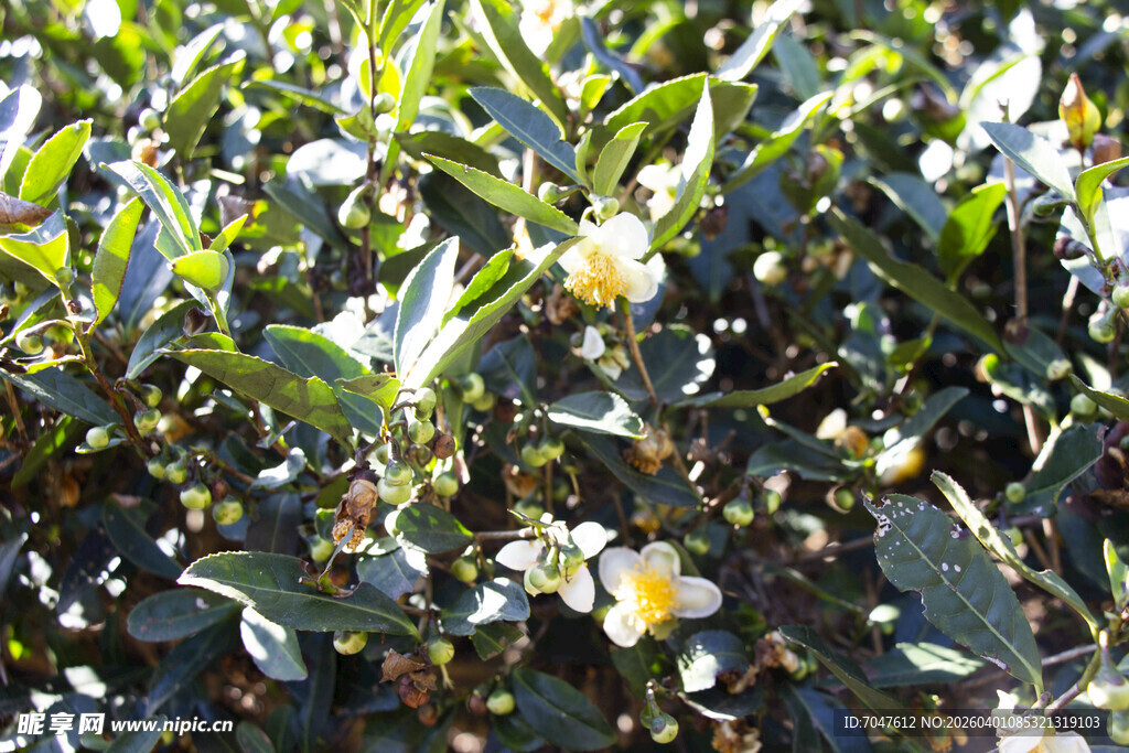 茶叶开花