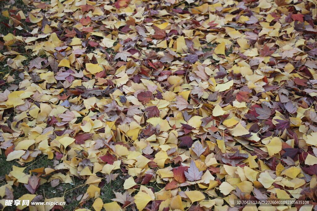 秋日落叶铺满地面的美景