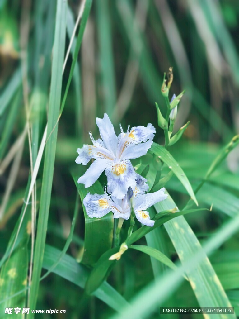 草丛中的淡紫色小花
