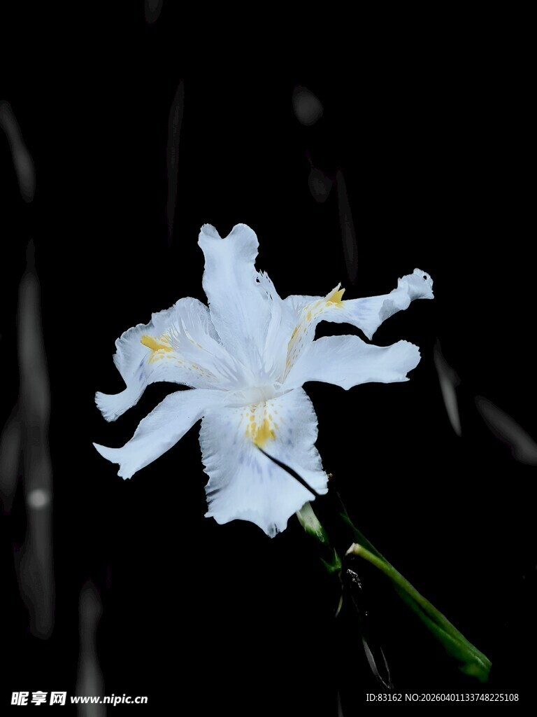白色鸢尾花特写