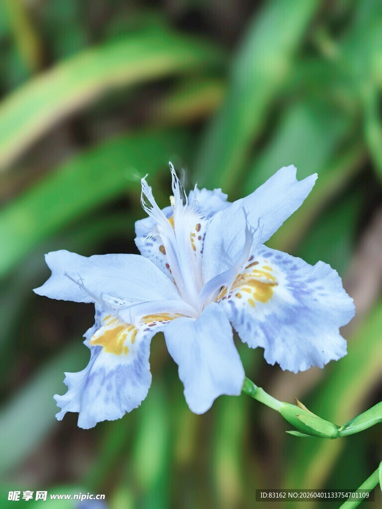 蓝色鸢尾花特写