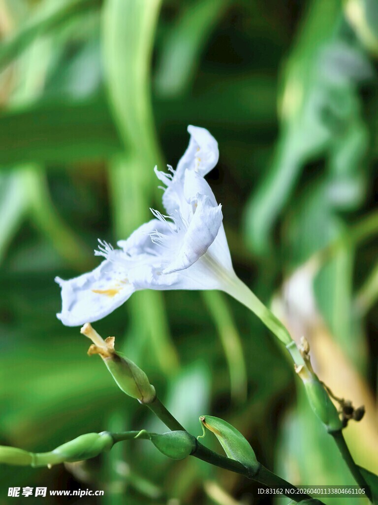 白色鸢尾花特写