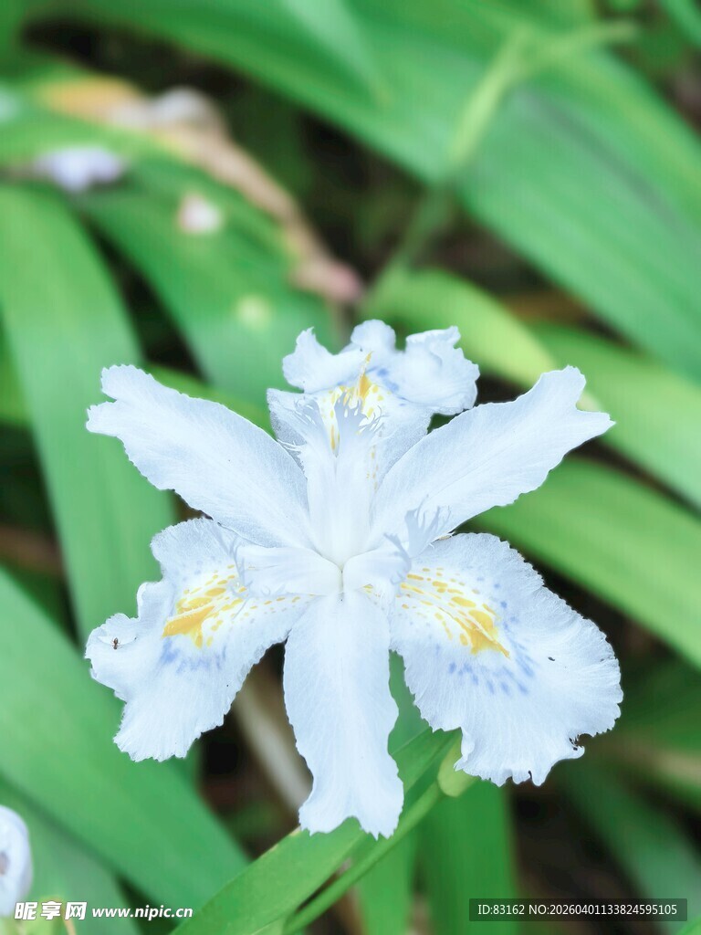 清新白色鸢尾花特写
