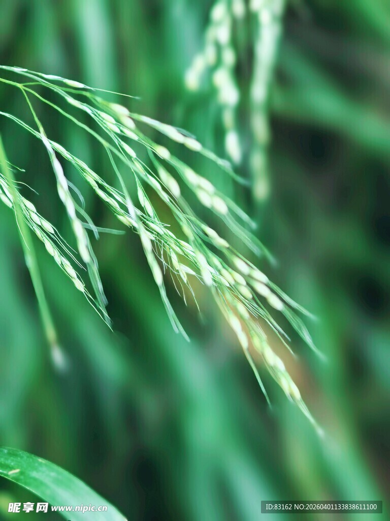 翠绿稻穗特写