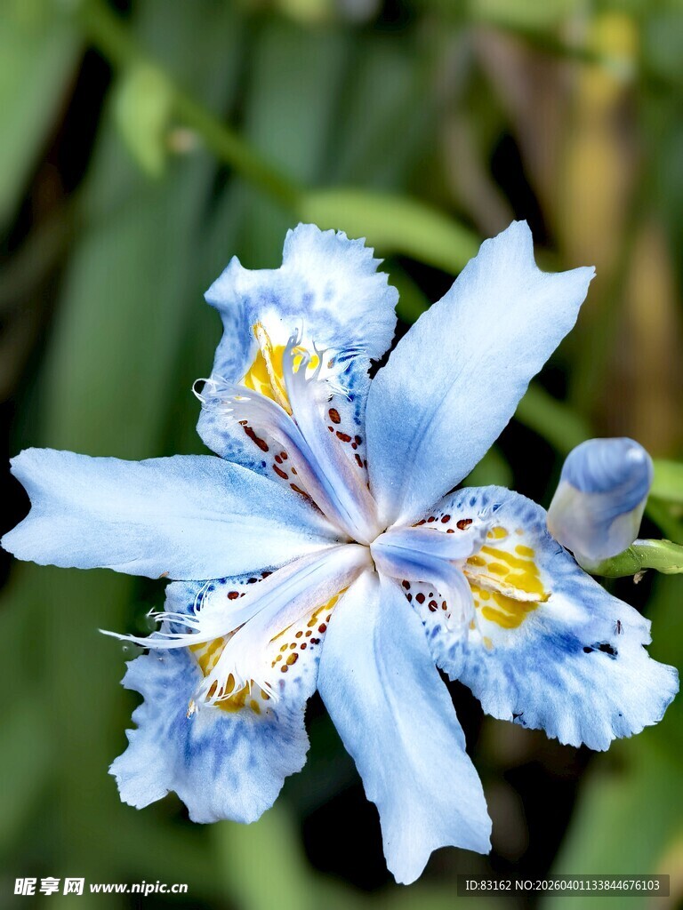 蓝色鸢尾花特写