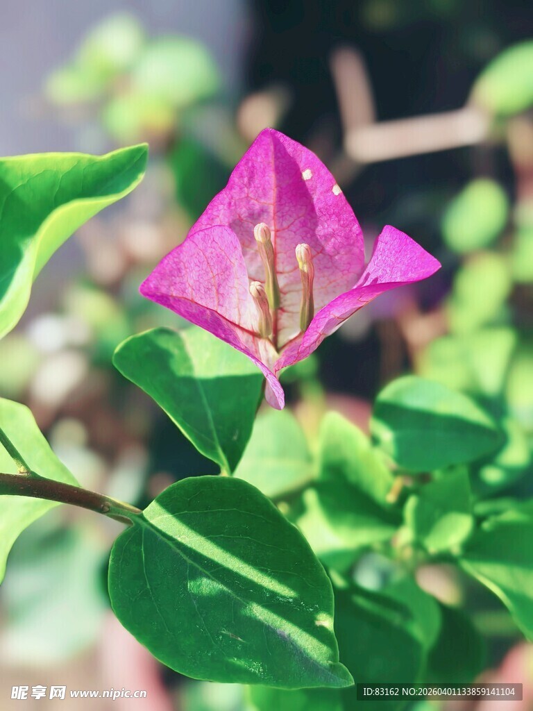 娇艳三角梅绽放绿叶间