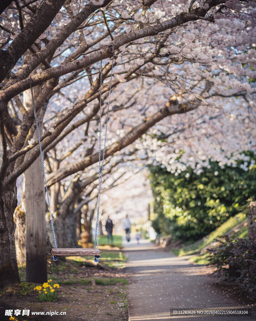 樱花树下的幽静小道