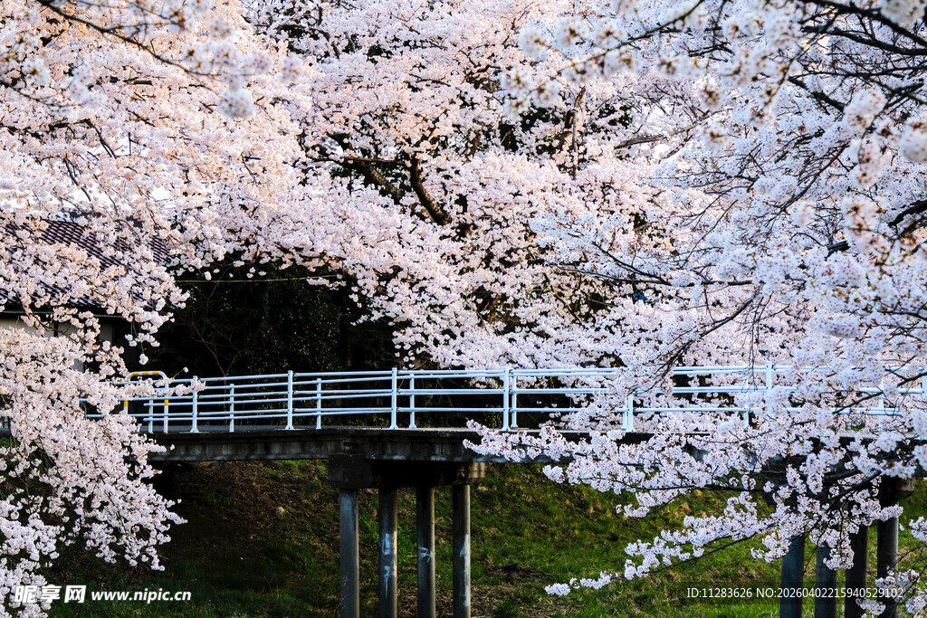 樱花烂漫下的桥景