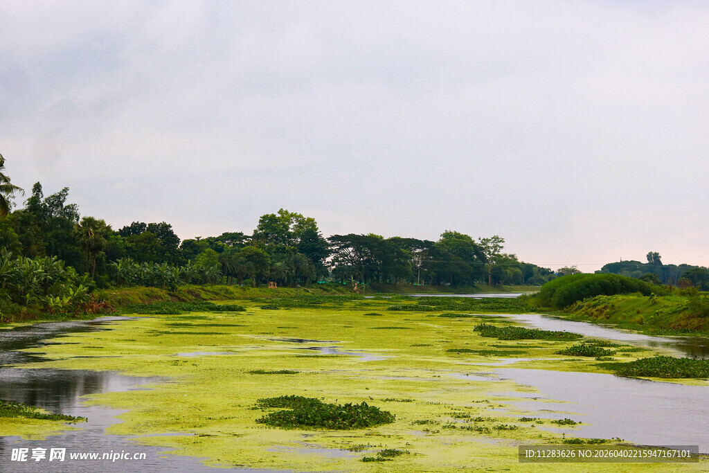 长满浮萍的宁静水域