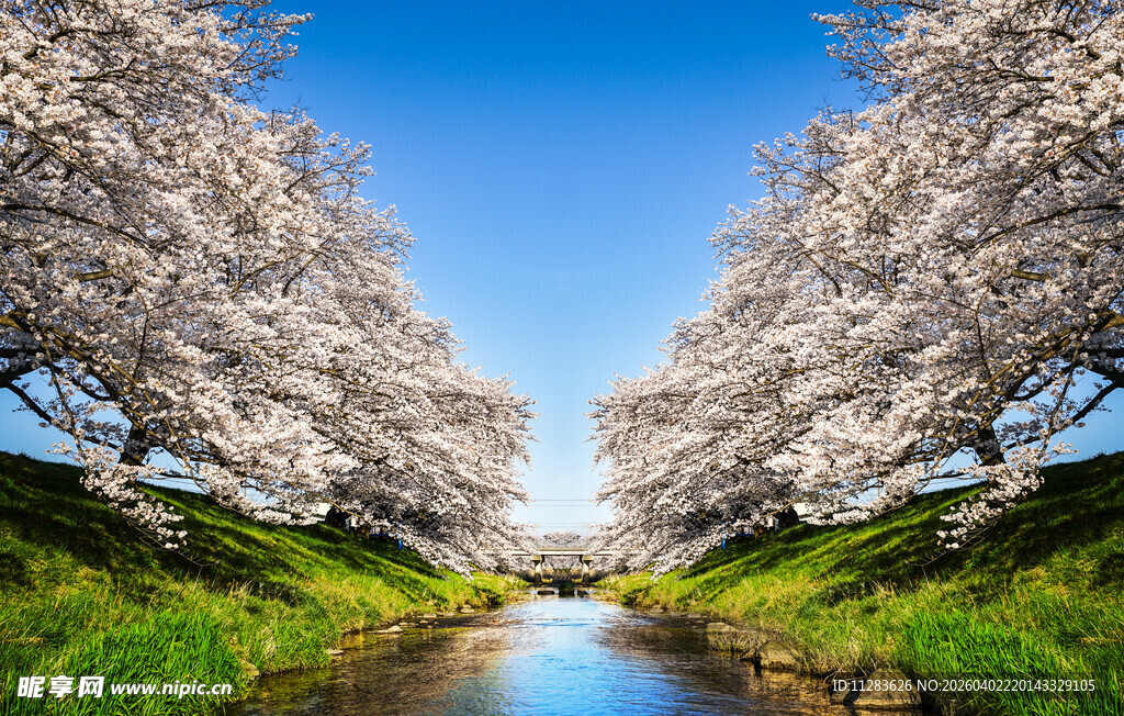 河畔烂漫樱花美景