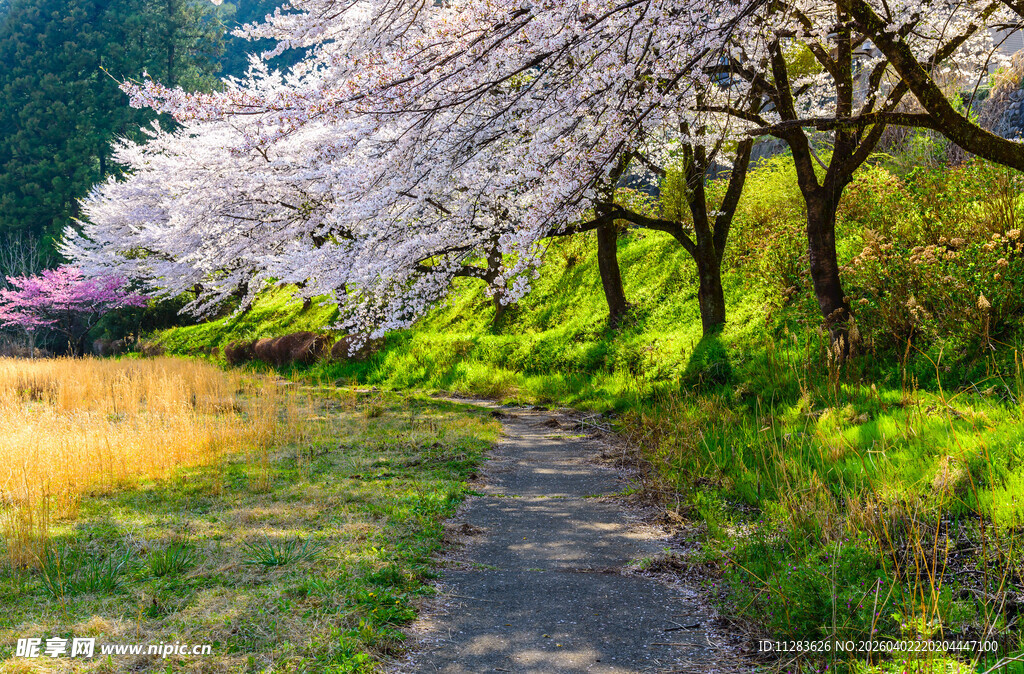 春日樱花小道的美丽景致