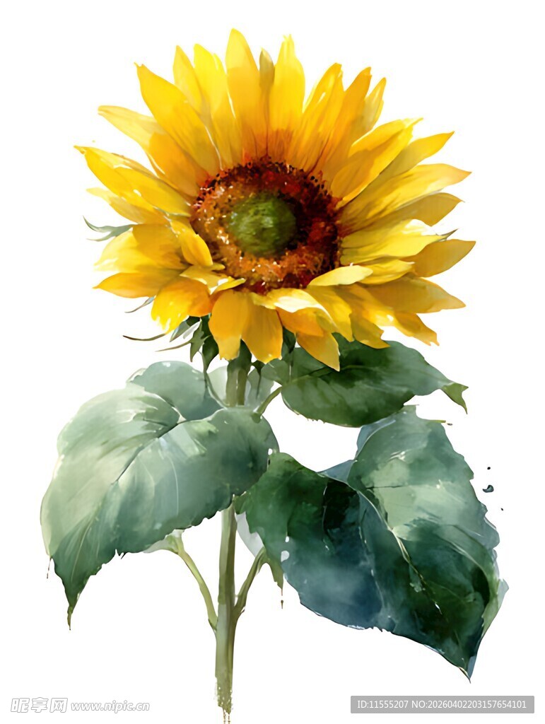 水彩绘向日葵花朵图
