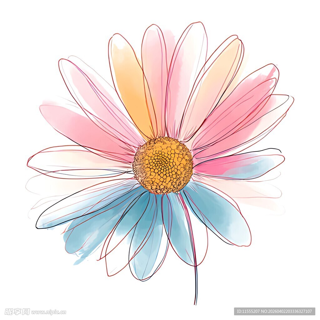 彩色手绘雏菊插画