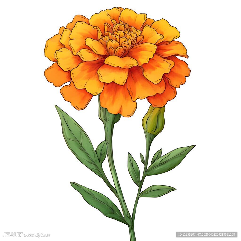 橙色万寿菊插画