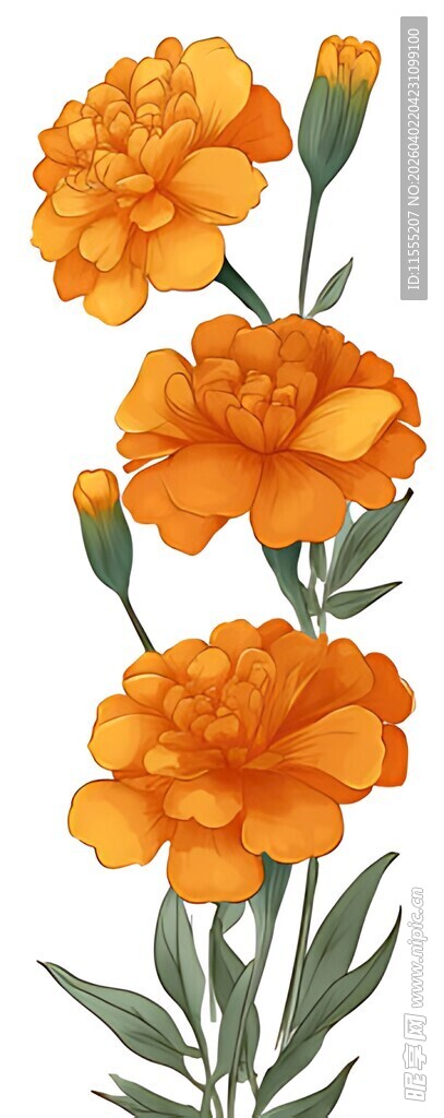 橙色万寿菊插画