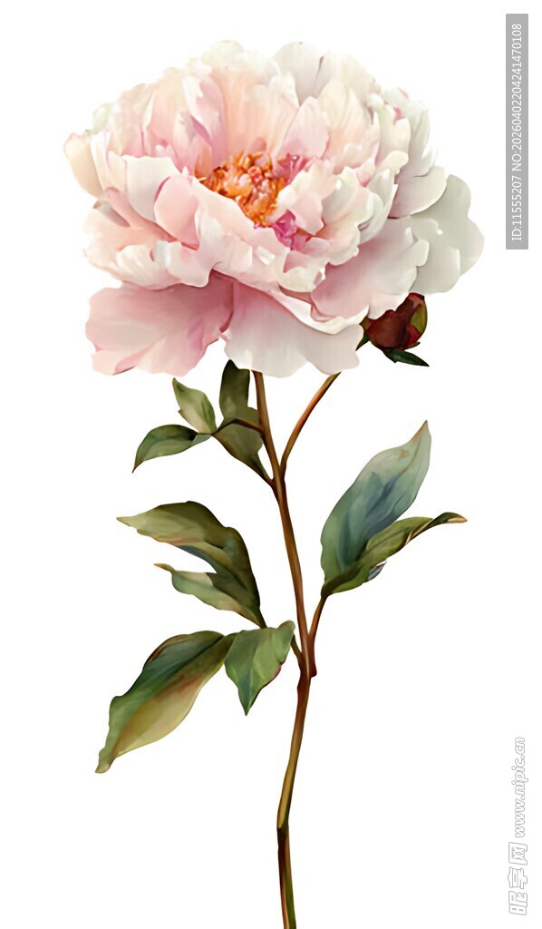 娇艳粉色牡丹花特写