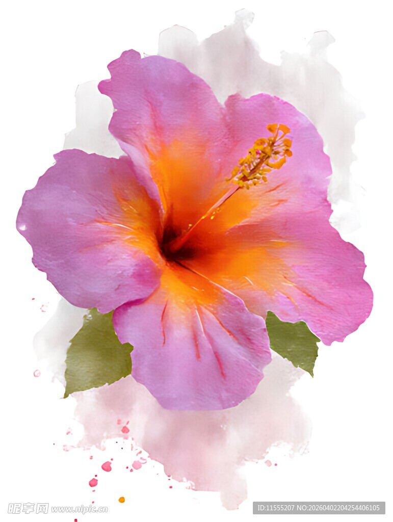 水彩绘绚丽芙蓉花朵