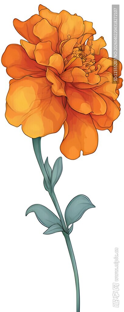 橙色艳丽花朵插画