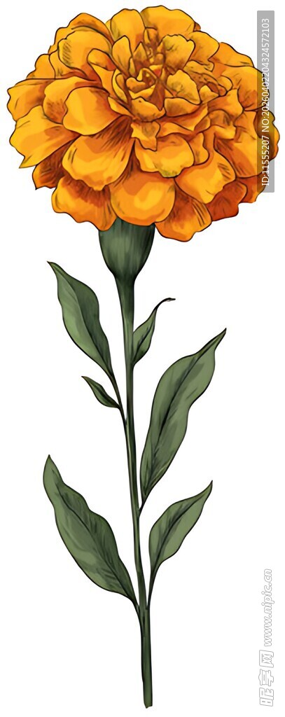 单枝鲜艳万寿菊花朵图