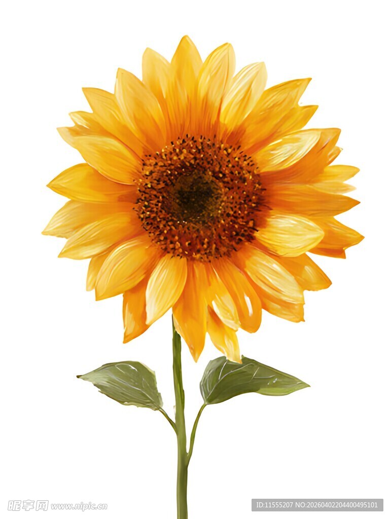 单枝向日葵绽放