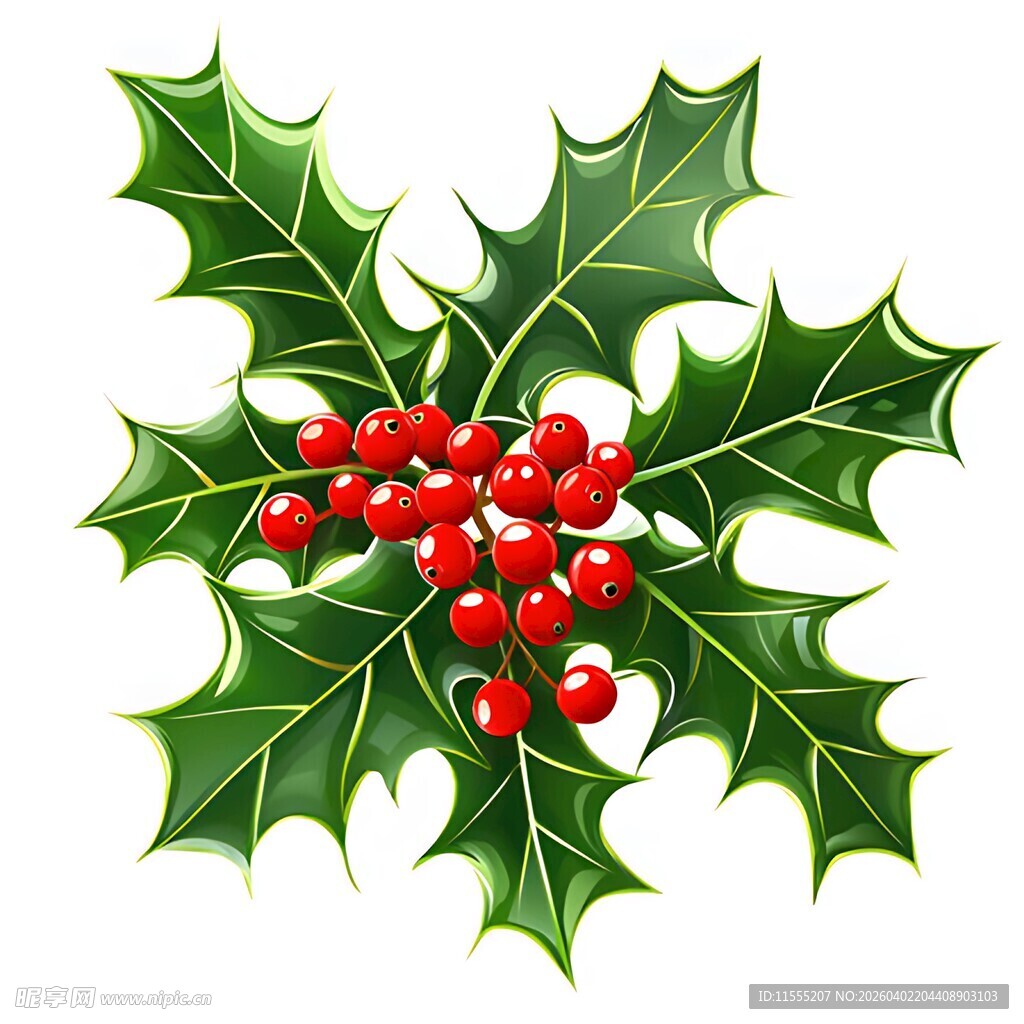 冬青浆果装饰图案