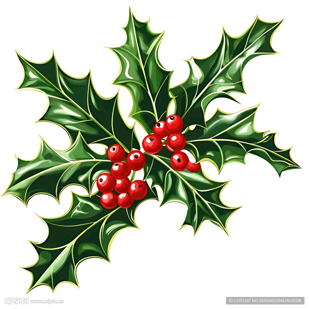 冬青浆果装饰图案