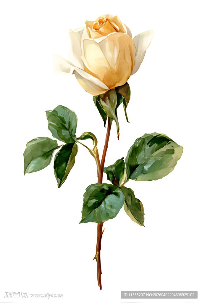 黄玫瑰插画清新自然之美