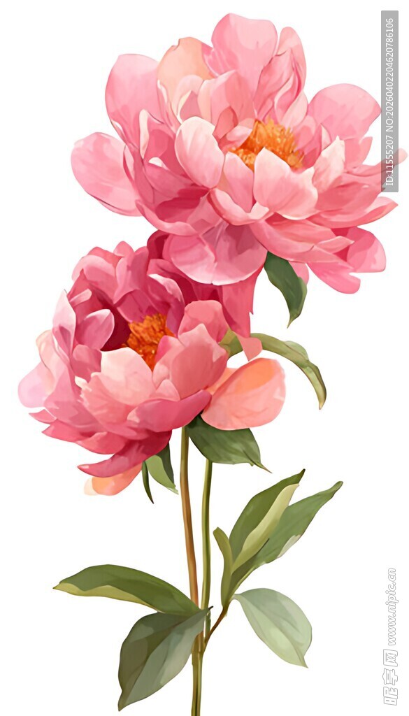 娇艳粉色芍药花绽放