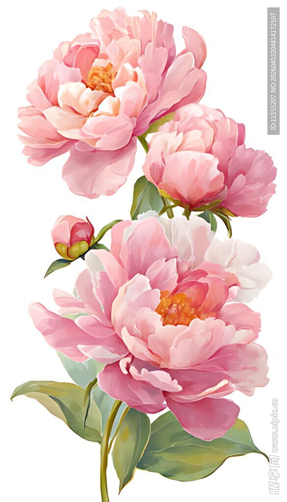 粉色娇艳牡丹花插画