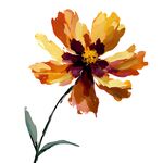 水彩风橙黄色花朵插画