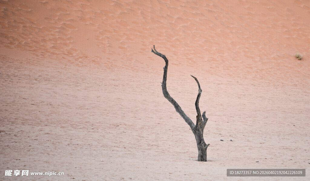 沙漠中的孤独枯树