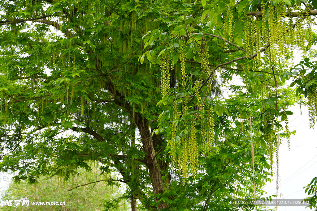 翠绿枫杨柳垂柳生机盎然